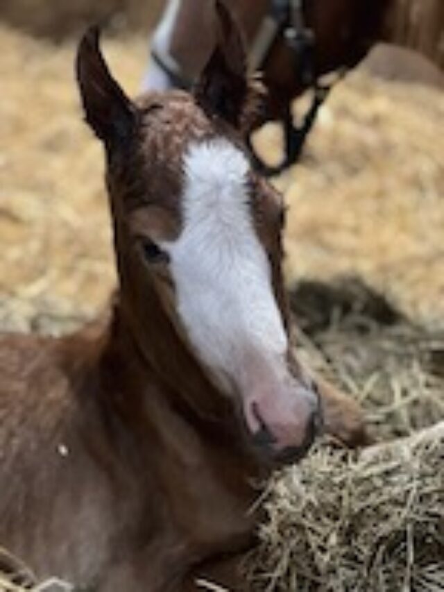 Newborn Foal CC’s 1st Week